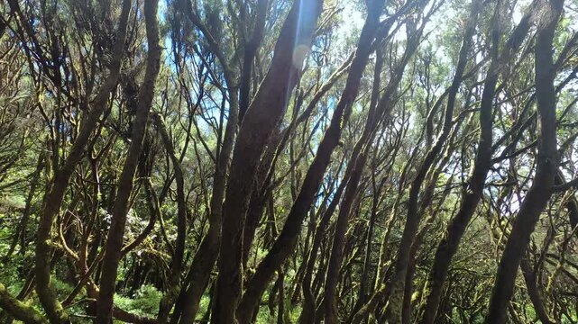 Sunlight filtering through the canopy of a mystical ancient forest, illuminating the gnarled, moss-covered laurel trees in the anaga rural park, a unique subtropical laurisilva woodland