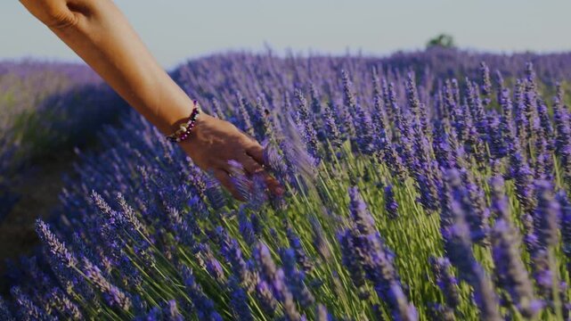 Femalу hand gently touches lavender flowers in a blooming purple field. Summer vibes of holiday, natural beauty and relaxation.