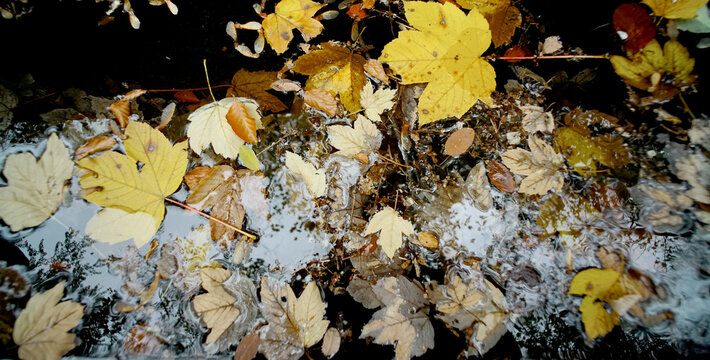 herbstlich gefallene Bl&auml;tter im Pferdetrog