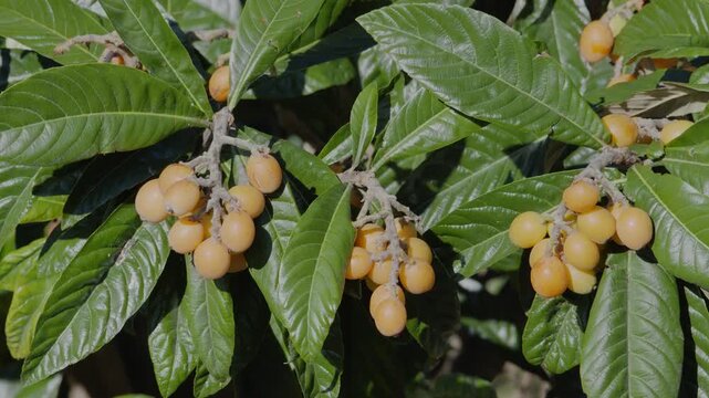 Loquats fruits growing and ripening between green foliage on loquat tree closeup.