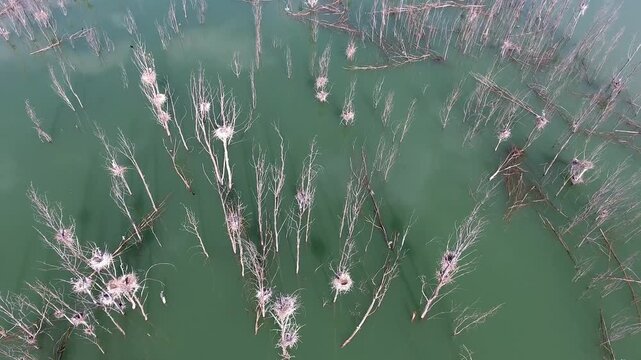 Aerial view of leafless dry tree trunks and branches standing in calm lake water. Floodplain, ecosystem, aftermath, recovery emphasize hazard aftermath habitat loss.
