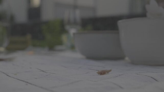 Wasp Feeding on Food Scrap at Outdoor Dining Table with Ceramic Dishes in Background