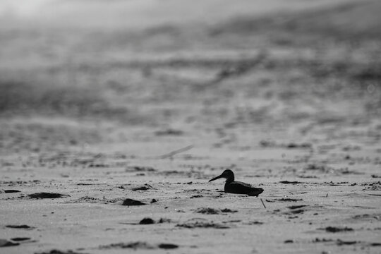 Lone willet shore bird silhouetted resting on desolate beach. 