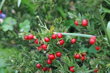 Obraz premium Macro image of Butcher's Broom berries, Warwickshire England 