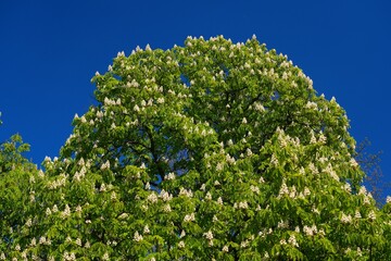 Fototapeta premium Horse chestnut tree blossoms in Europe. European nature - Horse chestnut (Aesculus hippocastanum) trees in Poland.