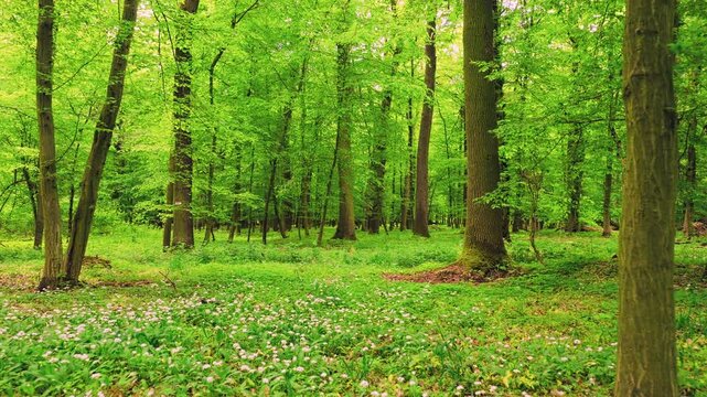 Smooth cinematic flight through lush green spring forest covered with blooming wild garlic flowers. Fresh vibrant vegetation, natural woodland atmosphere and seasonal renewal in European forest.