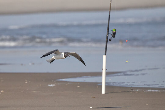 Seagull on the beach flies by mounted fishing rod and reel. 
