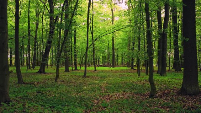 Smooth cinematic flight through lush green spring forest covered with blooming wild garlic flowers. Fresh vibrant vegetation, natural woodland atmosphere and seasonal renewal in European forest.