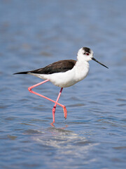 Obraz premium black-winged stilt (Himantopus himantopus)