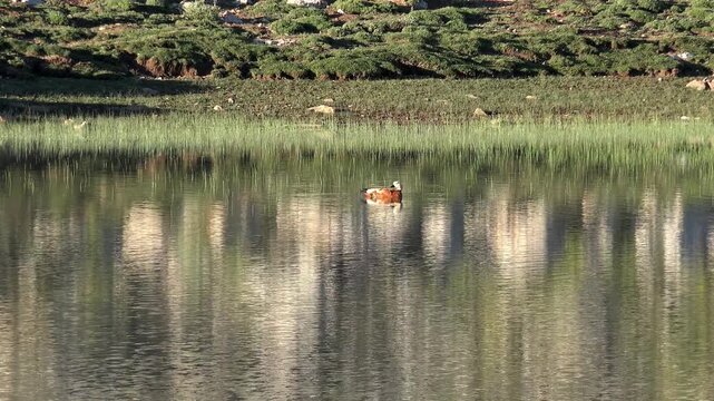 Ruddy shelduck swimming on calm lake water reflecting green shoreline wetland habitat. Waterfowl glides across mirror surface showing wildlife behavior and serene natural ecology.
