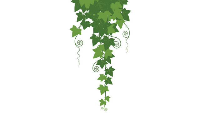 Long trailing ivy plant with numerous green heart shaped leaves and delicate curly vines hanging down from above on a white background.