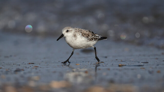 Sanderling shorebird scampering around on the beach in the surf searching for prey. 