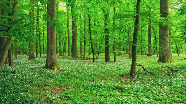 Smooth cinematic flight through lush green spring forest covered with blooming wild garlic flowers. Fresh vibrant vegetation, natural woodland atmosphere and seasonal renewal in European forest.