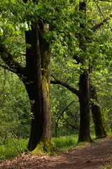 Fototapeta premium green trees in the morning or evening sun in the forest