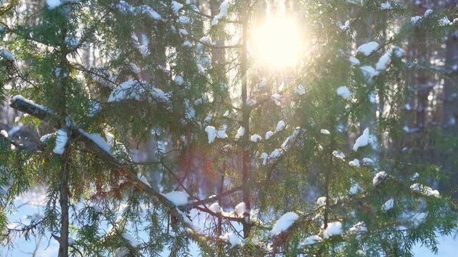 Real video. Frozen iced branches of tree against sun during sunny winter day. Macro close up view of branch covered by snow in a snowy forest. Plants in the wood at frosty weather. Nature landscape 4K