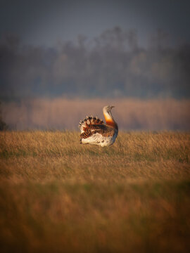 great bustard (Otis tarda), the worlds heaviest flying bird