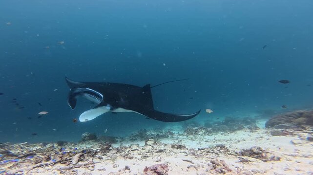 Reef Manta Ray Swimming Over Tropical Coral Reef
