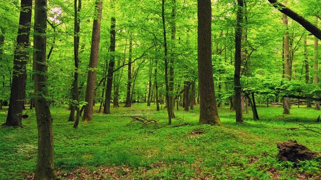 Smooth cinematic flight through lush green spring forest covered with blooming wild garlic flowers. Fresh vibrant vegetation, natural woodland atmosphere and seasonal renewal in European forest.
