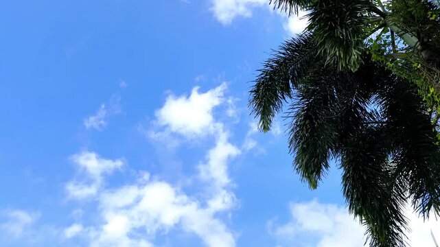 Emerald palm fronds sway gently against a vibrant blue sky, where wispy white clouds drift in a serene, tropical dance of light and shadow. Summer footage 4k 60fps.