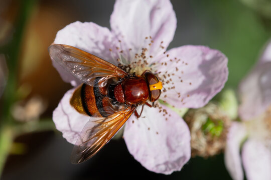 Hornet Hoverfly - Volucella Zonaria