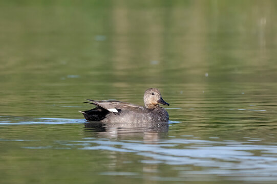 Adult male gadwall (Mareca strepera) dabbling duck on a shallow marsh. Isola dell Cona nature reserve, Friuli Venezia Giulia, Italy.