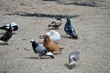 Fototapeta premium A group of pigeons of different colors, including white, ginger, and grey, standing on the ground outdoors.