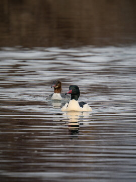  common merganser or goosander (Mergus merganser), male and female