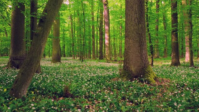 Smooth cinematic flight through lush green spring forest covered with blooming wild garlic flowers. Fresh vibrant vegetation, natural woodland atmosphere and seasonal renewal in European forest.