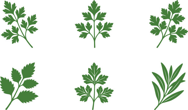Green Herbal Leaves Set Featuring Parsley Coriander and Natural Botanical Foliage Icons for Organic Food Design and Minimalist Vector Illustration.