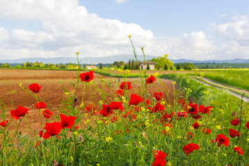 Naklejka premium typical tuscan landscape in spring time