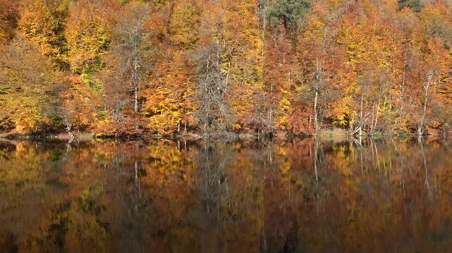 Autumn trees with yellow orange red leaves reflecting in calm lake water by forest. Colorful fall foliage creating scenic natural landscape with vibrant seasonal colors.