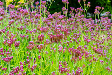 Obraz premium Pink flowers bloom in a garden during a sunny day in the spring season