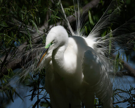 Great Egret with breeding plumage