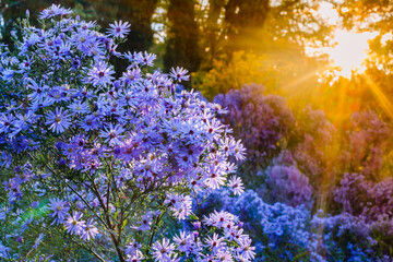 Obraz premium Sunlight shines through purple flowers in a garden at dawn during spring season