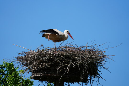 cigogne sur son nid au loin