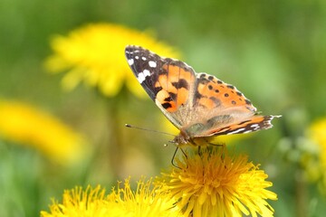 papillon sur une fleur jaune © franz massard