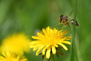 Abeille atterrissage sur une fleur jaune © franz massard