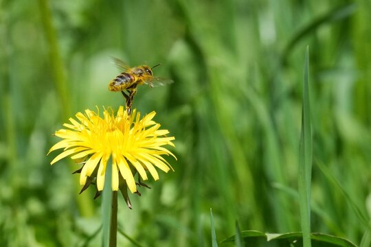 Une abeille d&eacute;colle d'une fleur de pissenlit