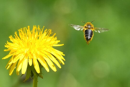 abeille s'envole &agrave; droite d'une fleur de pissenlit
