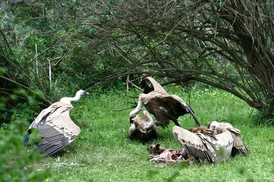 vautours d&eacute;vorants une biche