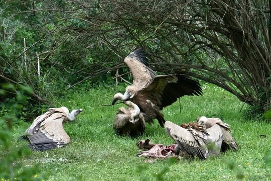 des vautours d&eacute;vorent une charogne