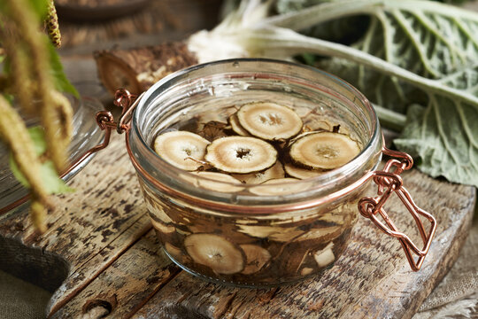 Preparation of herbal tincture from fresh burdock root and alcohol in a glass jar