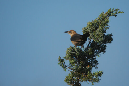 Boat-tailed grackle looking off into the distance against blue sky. 