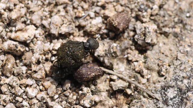 sisyphe de Schaeffer roulant la boule d'excr&eacute;ment dans laquelle se trouve l'oeuf de la femelle