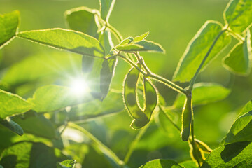 Bright sunlight shines on soybean plants growing in a field during the afternoon hours of summer © Fleuronica