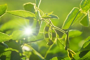 Fototapeten Pistazie Bright sunlight shines on soybean plants growing in a field during the afternoon hours of summer  © Fleuronica