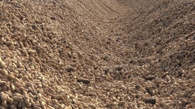 Heaps of field collected peanuts drying under sunlight for natural post harvest processing. Groundnuts exposed to warm air reduce moisture and prepare crops for storage and market use.