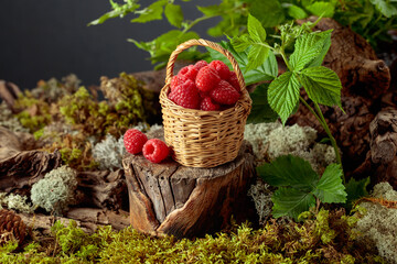 Small wicker basket filled with fresh, ripe raspberries. © Igor Normann