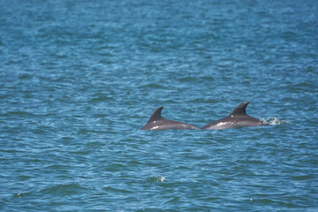 Fototapeta premium pair of dolphins swimming as a pair together in the ocean surf. 