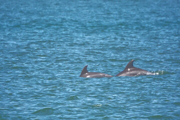 Fototapeta premium Pair of dolphins swimming together in the ocean surf. 